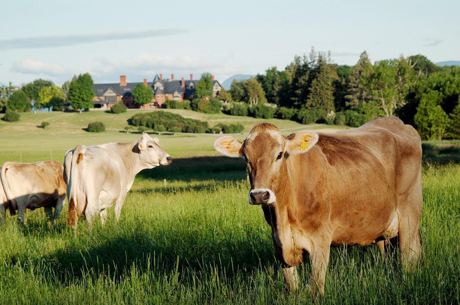 Un guide du voyageur sur le fromage américain 